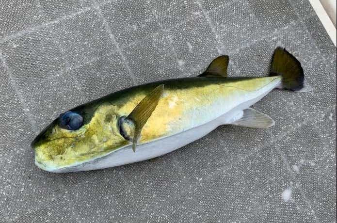 船釣りの厄介者であるサバフグ