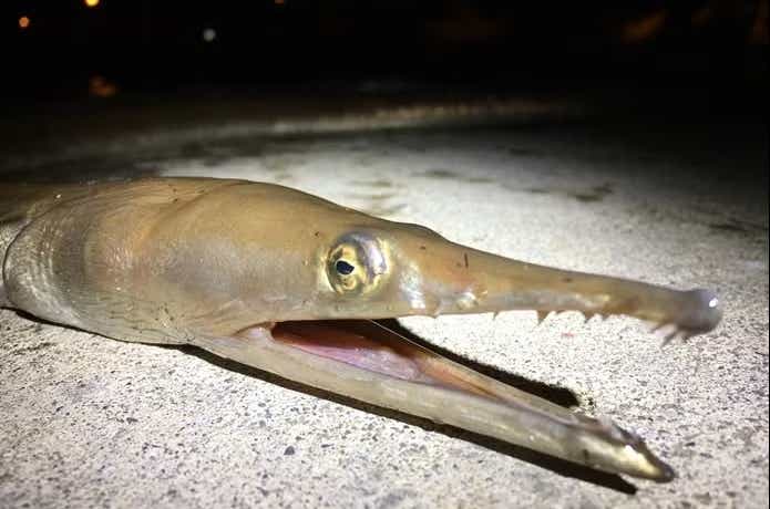 夜釣りの外道で釣れたダイナンウミヘビ
