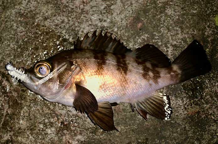 尺ヘッドでの釣果