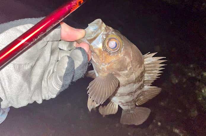 メバルの釣果