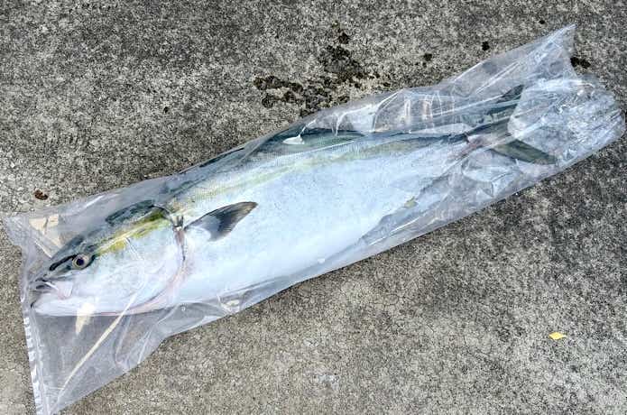 大型ブリも収納できる