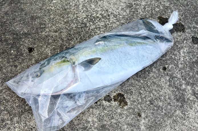 開口部を縛れる
