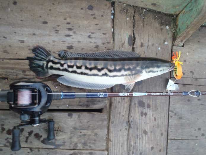 トーマンの若魚