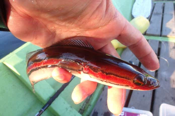 真っ赤なトーマンの幼魚