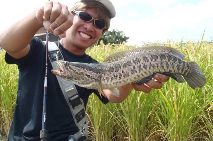 兵庫県で釣れたタイワンドジョウ