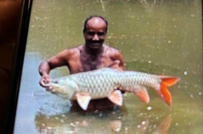 数年前に釣り上げられたオレンジフィンマシール