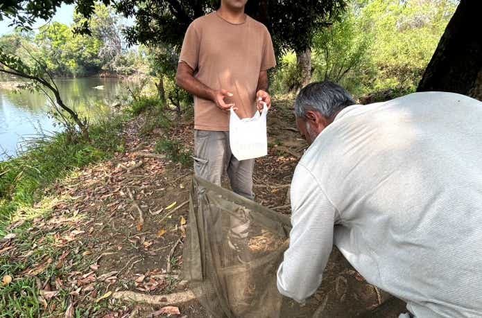 オレンジフィンと断言するオーナー