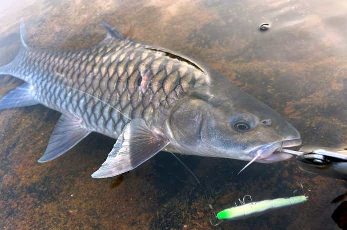 ミノーで釣れたブルーフィンマシール