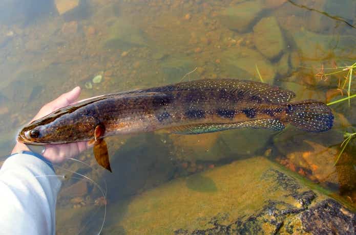 スルマルリウスと呼ばれていたスネークヘッド