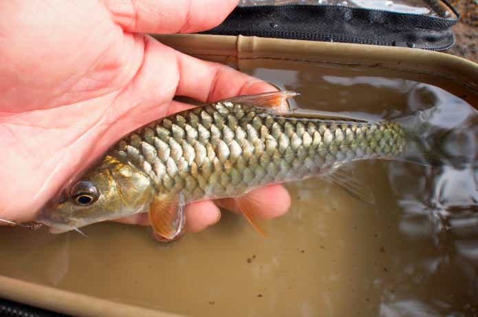 オレンジフィンマシールの幼魚