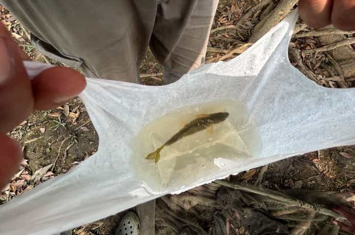 保護施設へ移送されるハンプバックマシール