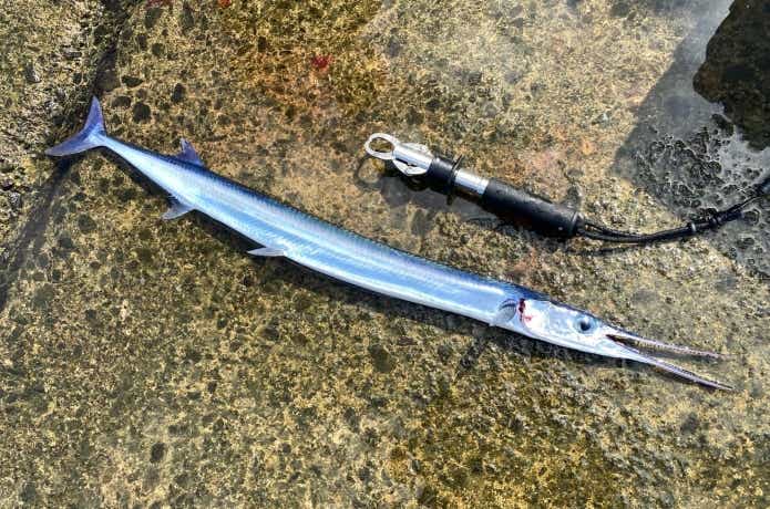 ルアーで釣れたダツ
