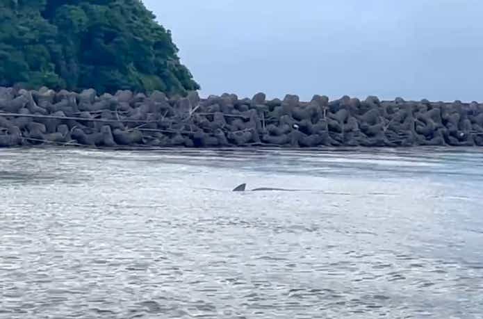 堤防のすぐ横を泳ぐ巨大なサメ