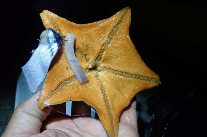 冬の投げ釣りで釣れたヒトデ