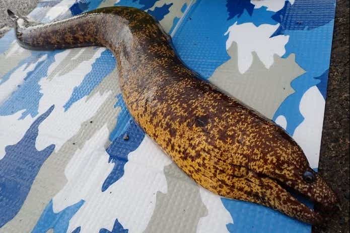 ブッコミ釣りの外道で釣れたウツボ
