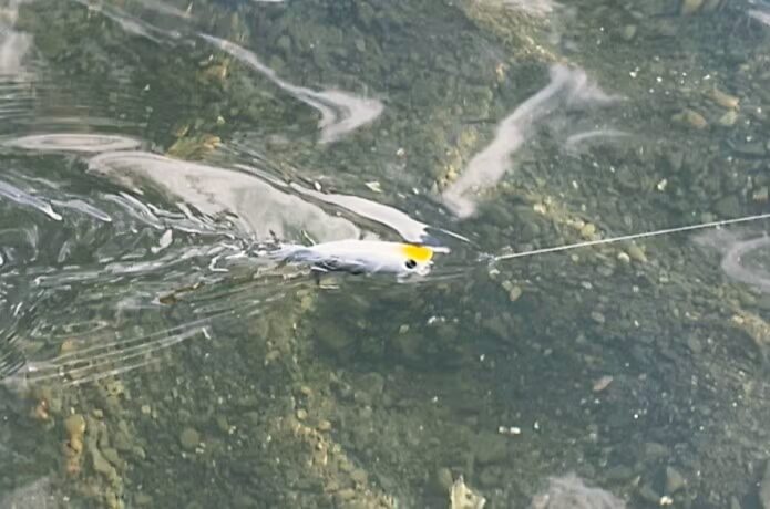 ワームでは釣れるのに…プラグで釣れない人がハマる“たった1本”の正体