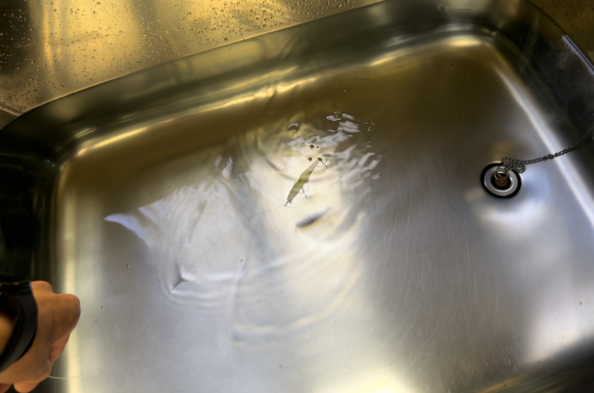 お風呂から始める。「釣れた」を「釣った」に変えるルアー観察術