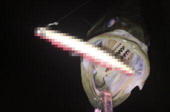 港湾バチパターン完全攻略｜食わない時に効くルアー5選