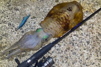 ソルパラエギングモデル