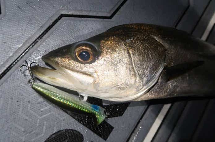 シーバスの釣果写真