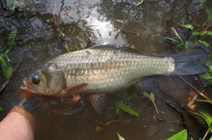 琵琶湖で釣れたニゴロブナ