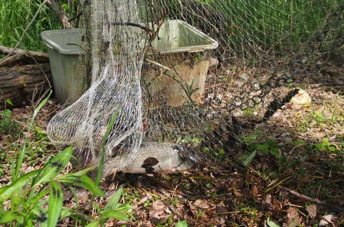 投網によって漁獲された琵琶湖のフナ
