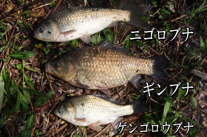 琵琶湖で漁獲された3種類のフナ