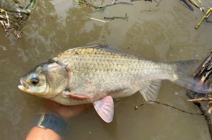 琵琶湖で釣り上げられたゲンゴロウブナ