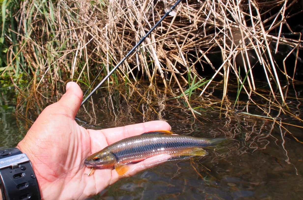 里川で釣れたカワムツ