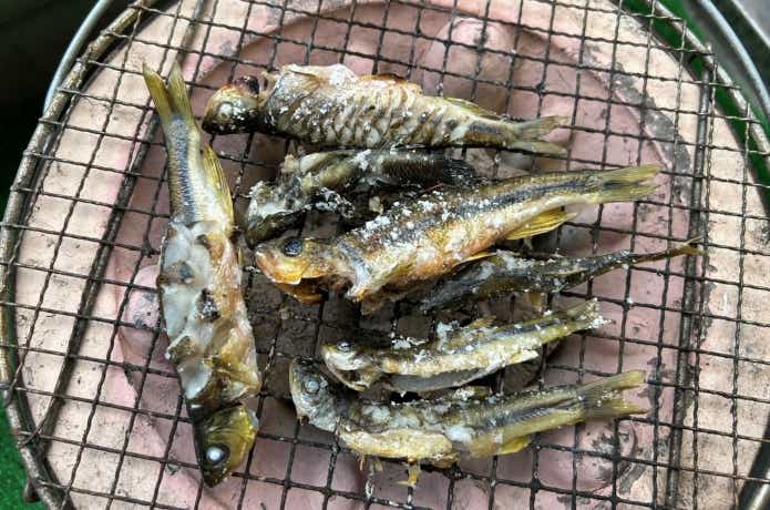 カワムツとアブラハヤの塩焼き