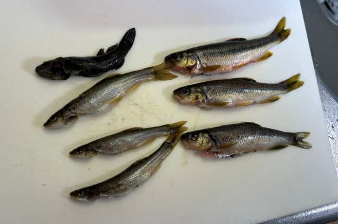 鱗と内蔵を取った雑魚