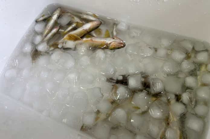 氷締めにしたカワムツ