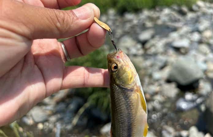 チャビングフックで釣れたカワムツ