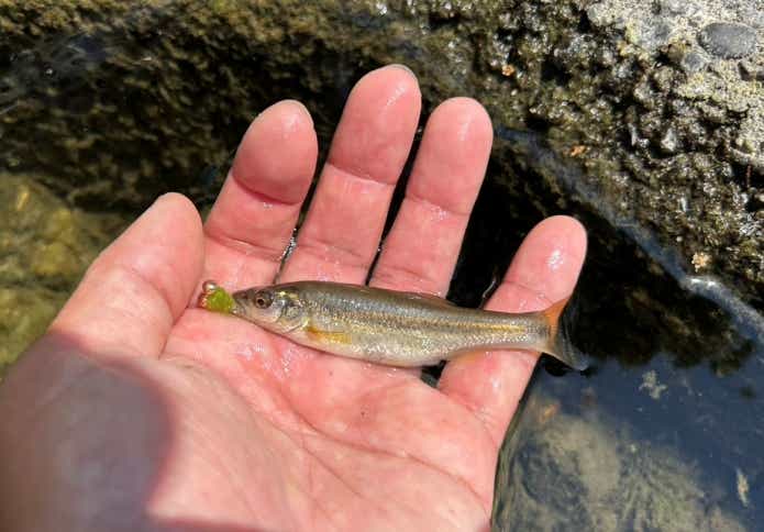 タイニーオッターで釣れたアブラハヤ