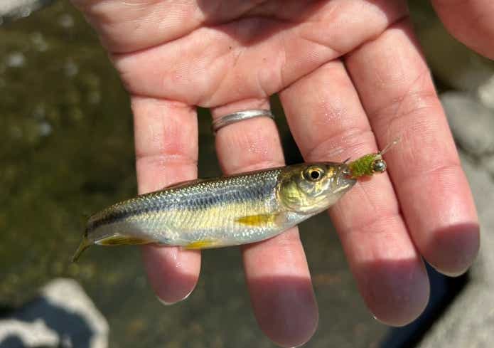 タイニーオッターで釣れたカワムツ