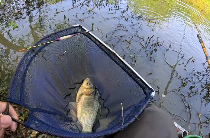 連続して釣り上げられたゲンゴロウブナ