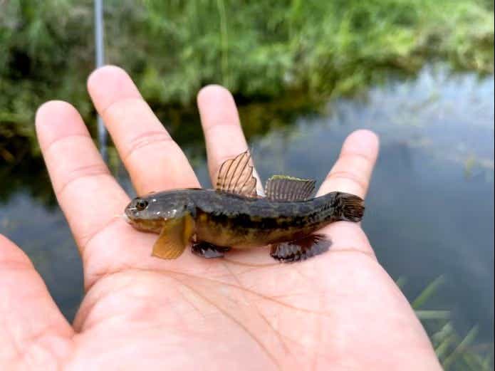 ダボハゼと呼ばれるヌマチチブ