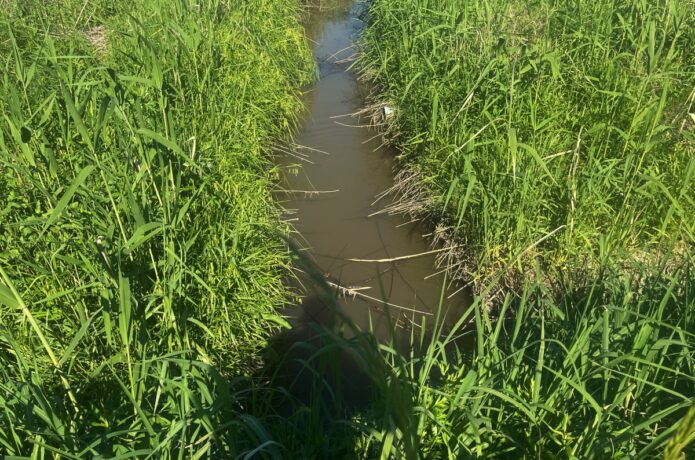 用水路をのぞいてみたら…身近な水辺が“最高の釣り場”だった