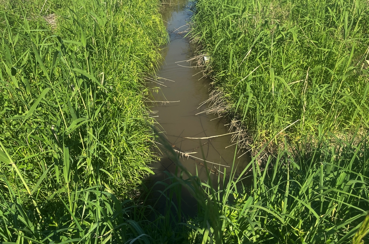 用水路をのぞいてみたら…身近な水辺が“最高の釣り場”だった