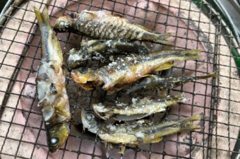 雑魚は本当にザコなのか？近所の川で釣れる小魚のお味やいかに。