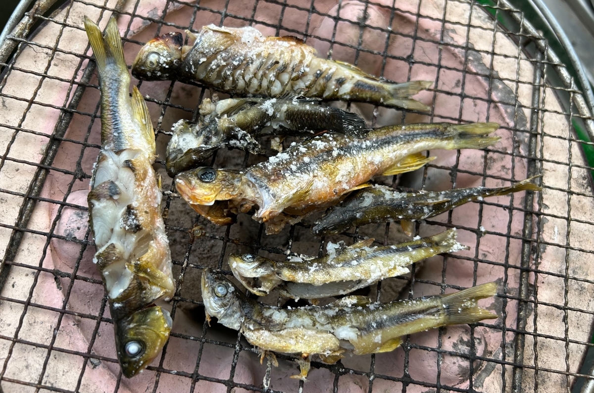 雑魚は本当にザコなのか？近所の川で釣れる小魚のお味やいかに。