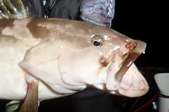 釣り人の憧れであるクエの顔