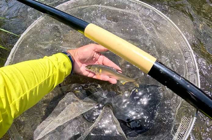 万能竿で釣れた鮎
