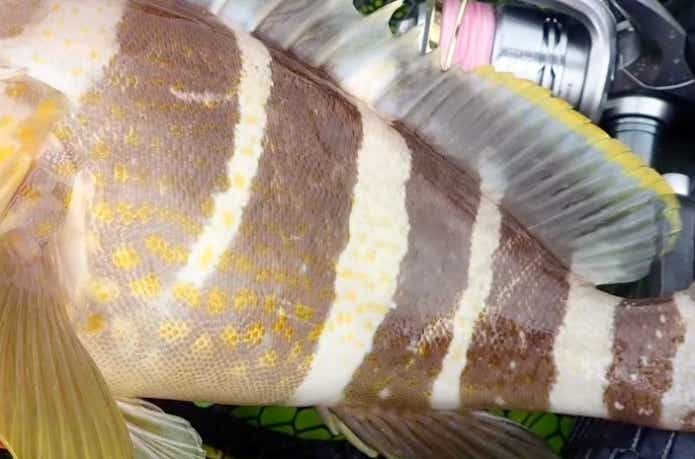 黄色い斑紋が特徴のアオハタ