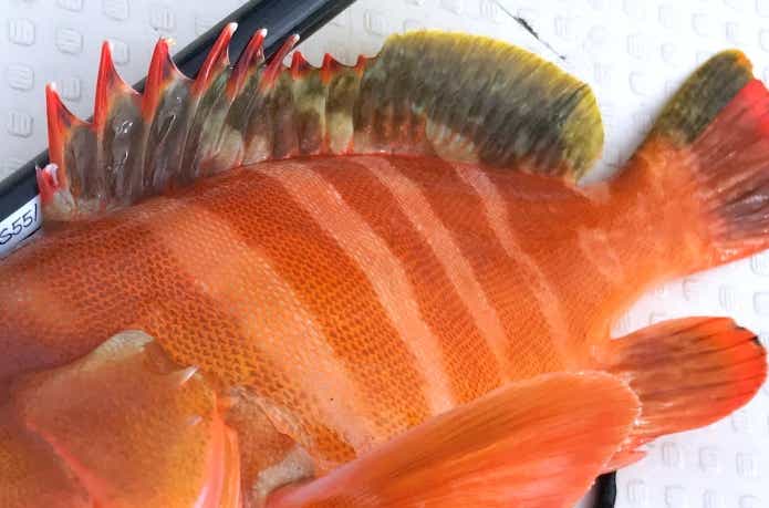 中深海で釣り上げられたアカハタモドキ