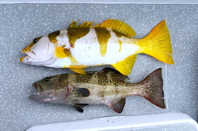 コクハンアラの幼魚と成魚