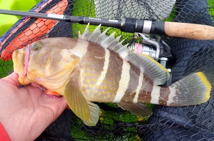 カヤックで釣り上げられたアオハタ