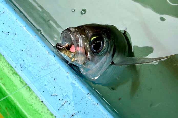 アジの釣果写真