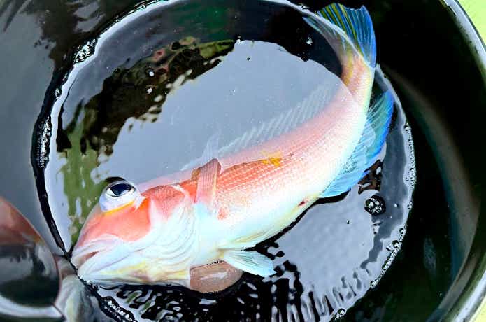 アマダイ