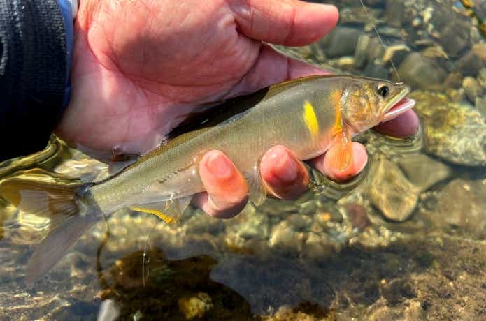釣りたてのアユをオトリにした様子